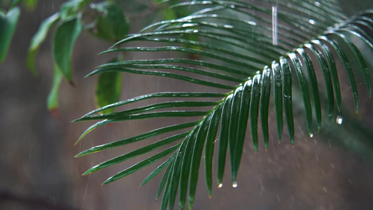  合集 慢镜头雨点滴落在苏铁上意境禅意空镜视频