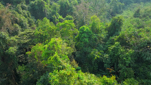 4k航拍俯瞰西双版纳热带雨林植被19秒视频