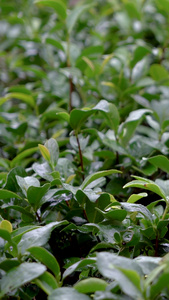 实拍雨水打在茶树叶上手抚摸茶树叶实拍合集春茶节视频