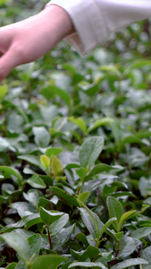 实拍雨水打在茶树叶上手抚摸茶树叶实拍合集茶叶嫩芽视频