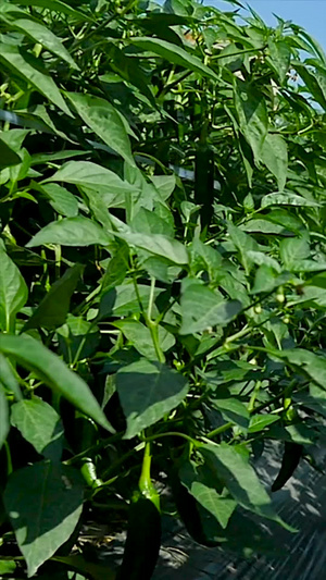 现代农业丰收辣椒农业生产22秒视频