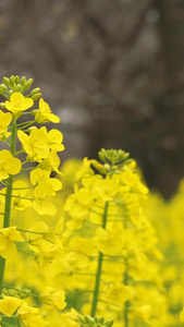 微距拍摄春天黄色油菜花素材城市宣传视频