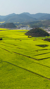 航拍罗平春季油菜花海视频云南罗平国际油菜花旅游文化节视频