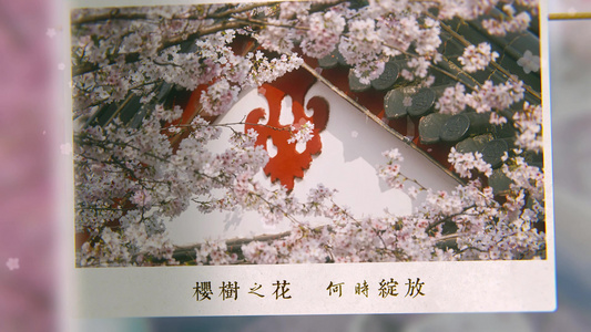中国风樱花节片头AE模版视频