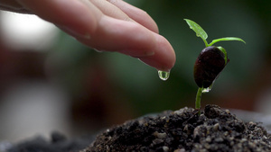 滋养植物生命成长21秒视频