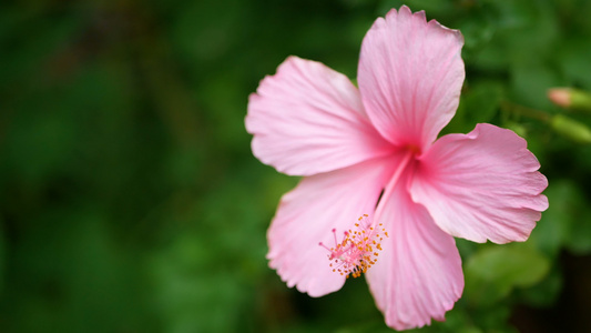 粉红色芙蓉视频