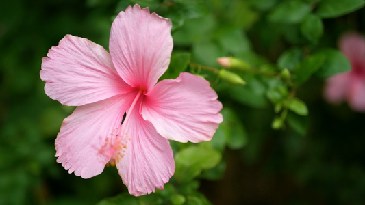 4K 的粉红色芙蓉在公园里，背景是绿叶植物，风柔和。芙蓉花或其他名称，如月季、鞋花、玫瑰锦葵或茶巴花视频