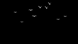 三维群鸟动画8秒视频