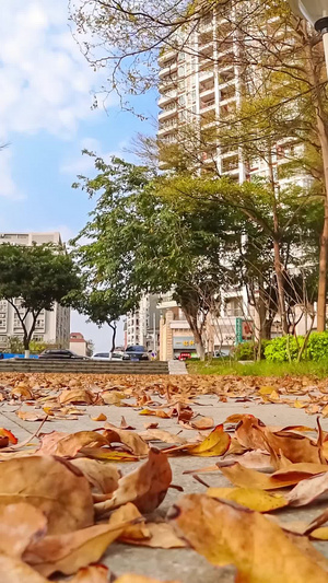 城市草地落叶树木森林过渡镜头14秒视频