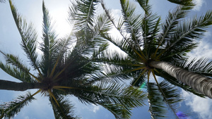 椰子棕榈树叶10秒视频