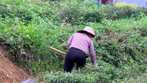 农民庄稼茶园除草23秒视频