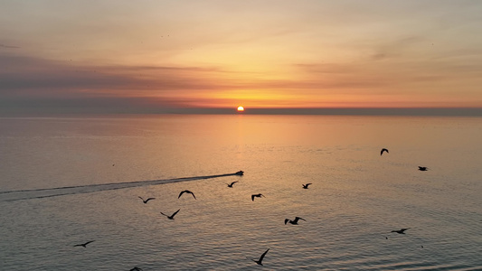 一群海鸥从夕阳前飞过视频