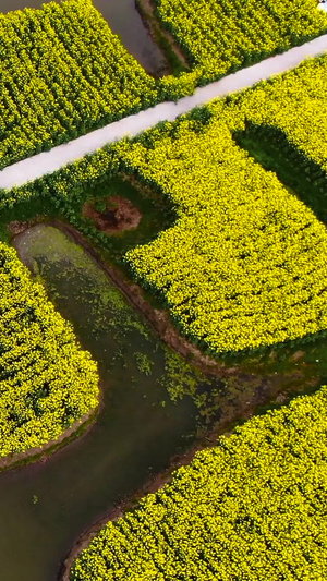 航拍4A景点千垛景区油菜花海视频农业景观54秒视频