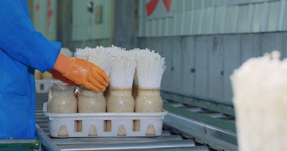金针菇生产线4K超清原始素材视频