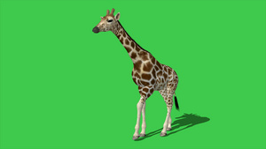 4k动画长颈鹿在绿屏上行走13秒视频
