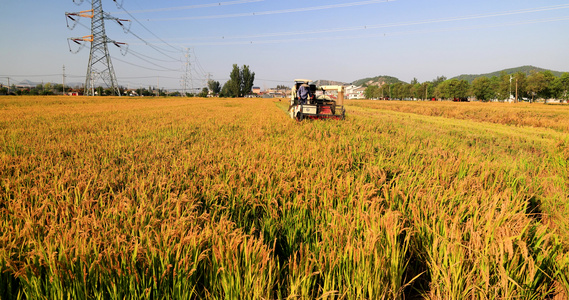 联合收割机在稻田收割水稻视频