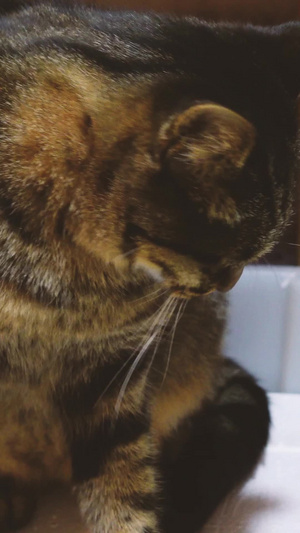 宠物猫咪素材宠物素材28秒视频