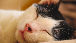睡着时颤抖的猫10秒视频