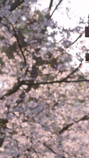 城市春天日式建筑白色灯笼樱花树素材樱花季57秒视频