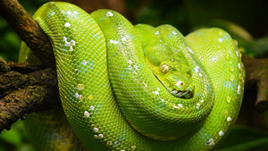 绿色蛇10秒视频