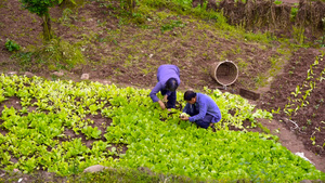 4k实拍人文意境菜地里忙碌的菜农63秒视频