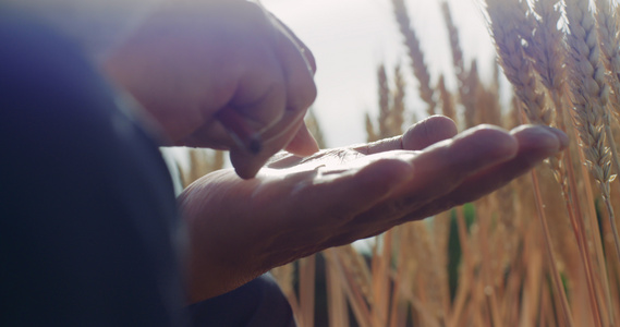 农业专家麦子科研4K超清原始素材视频