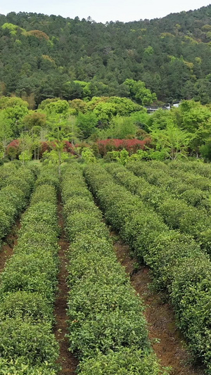 航拍苏州碧螺春茶园31秒视频