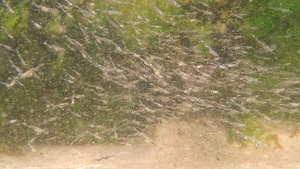 黄海中大批年轻的海洋生物36秒视频