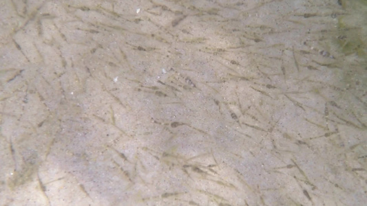 黄海中大批年轻的海洋小虾视频