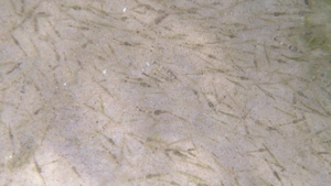 黄海中大批年轻的海洋小虾21秒视频