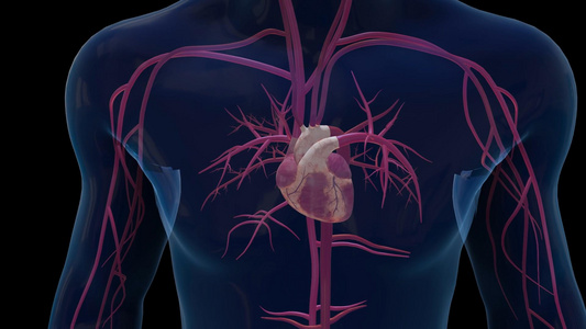 3D医疗教育心脏病发动态视频模板视频