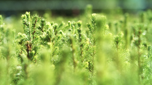 种植用子的幼苗树上松10秒视频