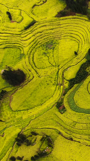 无人机俯拍壮观油菜花田视频旅游景点63秒视频