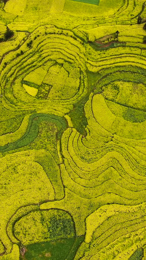 无人机俯拍壮观油菜花田视频旅游目的地63秒视频