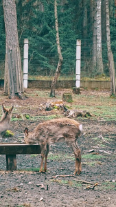 正在觅食的鹿保护动物视频