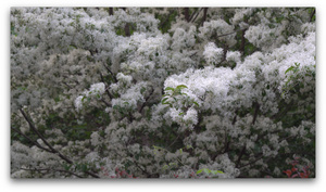 公园的开满白色小花的树4K62秒视频