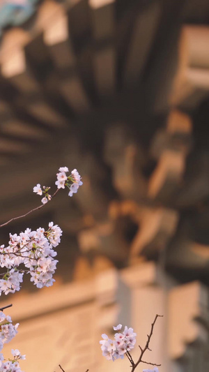 城市旅游武汉大学古建筑樱花树素材樱花素材53秒视频