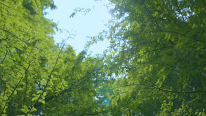 云南春天池杉逆光唯美绿色树木生长22秒视频