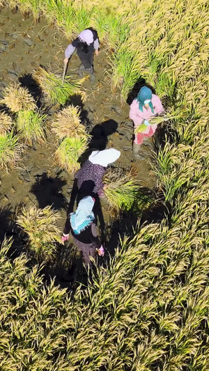 农民女性形象稻地里农村辽宁省32秒视频