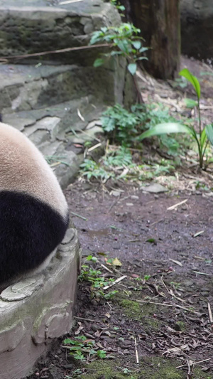 两只打架的熊猫保护动物106秒视频