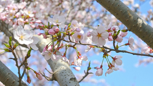 春天蓝色天空背景和盛开的樱花树视频