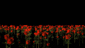 透明通道玫瑰花丛穿梭视频素材30秒视频