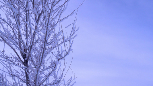 树枝雾凇雪花冰挂特写视频