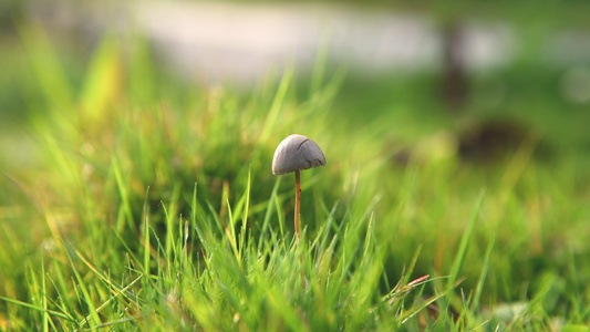 草地上的蘑菇4K视频