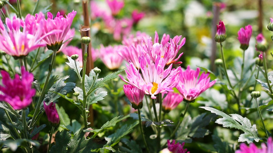 春天里盛开的菊花视频