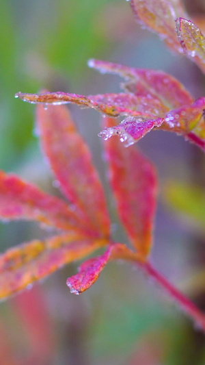 深秋红植物上的霜降16秒视频