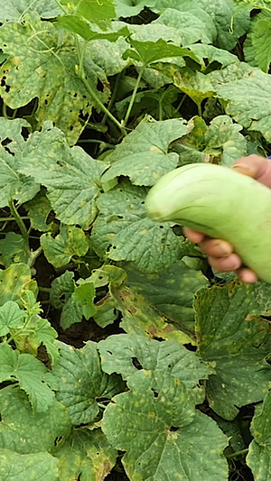 羊角蜜羊角蜜种植69秒视频