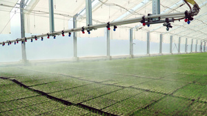 在大型温室的托盘中种植灌溉机操纵幼苗10秒视频
