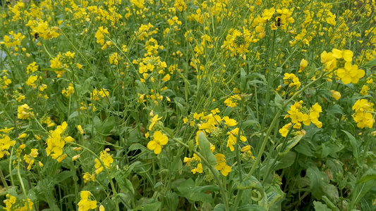 4K实拍油菜花蜜蜂采蜜视频