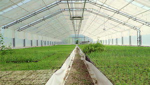 种植物和幼苗的大型玻璃温室27秒视频